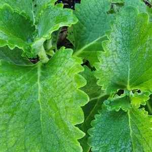 1 Pot - 2 Green Cuban Oregano Live Plants for Planting, 3-6 Inchs Tall, Tropical Herb Live Plant,