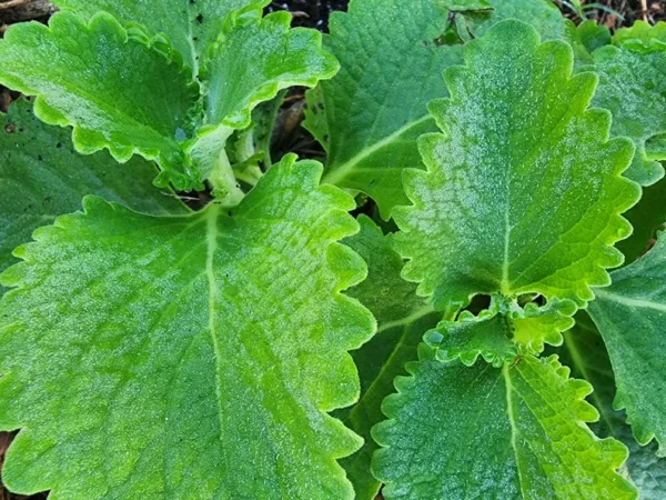 1 Pot - 2 Green Cuban Oregano Live Plants for Planting, 3-6 Inchs Tall, Tropical Herb Live Plant,