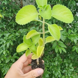 1 Pot - 2 Green Cuban Oregano Live Plants for Planting, 3-6 Inchs Tall, Tropical Herb Live Plant,