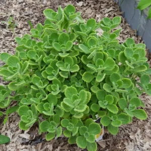 1 Pot - 2 Green Cuban Oregano Live Plants for Planting, 3-6 Inchs Tall, Tropical Herb Live Plant,