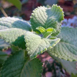 1 Pot - 2 Green Cuban Oregano Live Plants for Planting, 3-6 Inchs Tall, Tropical Herb Live Plant,