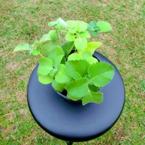 1 Pot - 2 Green Cuban Oregano Live Plants for Planting, 3-6 Inchs Tall, Tropical Herb Live Plant,