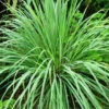 1 Pot - 2 Lemon Grass 10 Inches Tall Live Plants for Planting, Fresh Fragrant Lemon Grass Stalks Plants for Outside Live