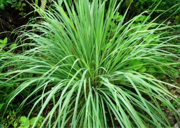 1 Pot - 2 Lemon Grass 10 Inches Tall Live Plants for Planting, Fresh Fragrant Lemon Grass Stalks Plants for Outside Live