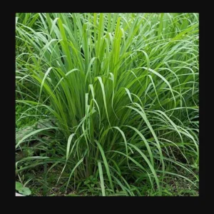 1 Pot - 2 Lemon Grass 10 Inches Tall Live Plants for Planting, Fresh Fragrant Lemon Grass Stalks Plants for Outside Live