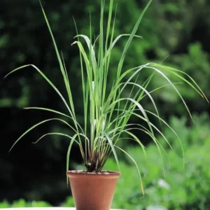 1 Pot - 2 Lemon Grass 10 Inches Tall Live Plants for Planting, Fresh Fragrant Lemon Grass Stalks Plants for Outside Live