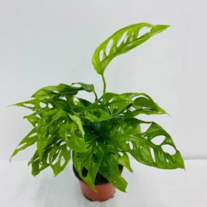 1 Pot - 2 Monstera Swiss Cheese Live Plants, 3-6 Tall, Indoor Plants, Monstera Plant for Home Decor