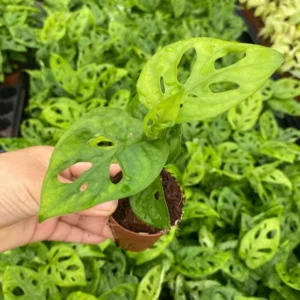 1 Pot - 2 Monstera Swiss Cheese Live Plants, 3-6 Tall, Indoor Plants, Monstera Plant for Home Decor