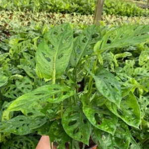 1 Pot - 2 Monstera Swiss Cheese Live Plants, 3-6 Tall, Indoor Plants, Monstera Plant for Home Decor