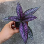 1 Pot - 2 Persian Shield Live Plants for Planting, 3-6 Inchs Tall, Indoor Houseplant, Purple and Green Foliage, Shade-Loving - Rare Indoor Outdoor Houseplant