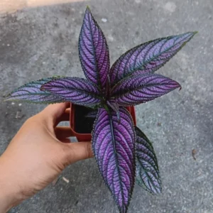 1 Pot - 2 Persian Shield Live Plants for Planting, 3-6 Inchs Tall, Indoor Houseplant, Purple and Green Foliage, Shade-Loving - Rare Indoor Outdoor Houseplant