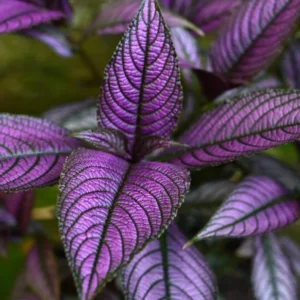 1 Pot - 2 Persian Shield Live Plants for Planting, 3-6 Inchs Tall, Indoor Houseplant, Purple and Green Foliage, Shade-Loving - Rare Indoor Outdoor Houseplant