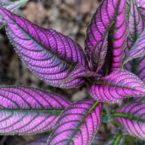 1 Pot - 2 Persian Shield Live Plants for Planting, 3-6 Inchs Tall, Indoor Houseplant, Purple and Green Foliage, Shade-Loving - Rare Indoor Outdoor Houseplant