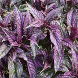 1 Pot - 2 Persian Shield Live Plants for Planting, 3-6 Inchs Tall, Indoor Houseplant, Purple and Green Foliage, Shade-Loving - Rare Indoor Outdoor Houseplant