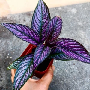 1 Pot - 2 Persian Shield Live Plants for Planting, 3-6 Inchs Tall, Indoor Houseplant, Purple and Green Foliage, Shade-Loving - Rare Indoor Outdoor Houseplant