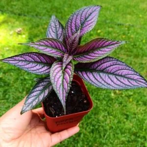 1 Pot - 2 Persian Shield Live Plants for Planting, 3-6 Inchs Tall, Indoor Houseplant, Purple and Green Foliage, Shade-Loving - Rare Indoor Outdoor Houseplant