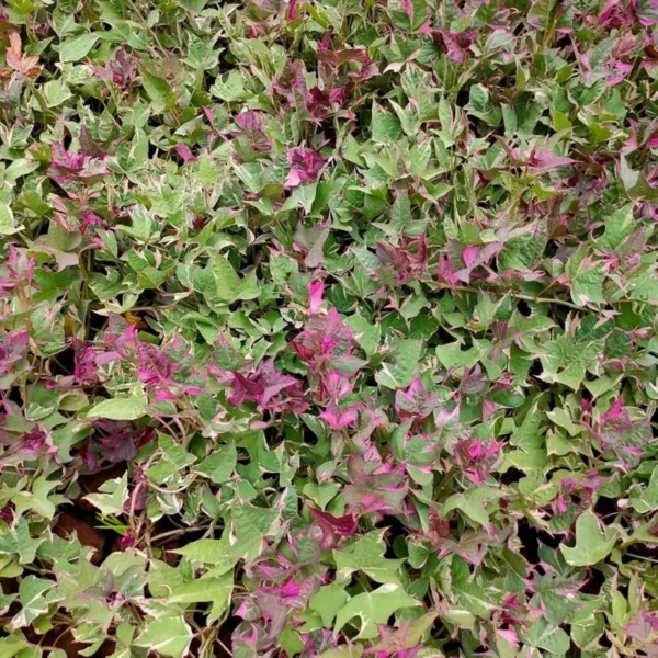 1 Pot - 2 Pink Frost Potato Vine Live Plants for Planting, 3-6 Inchs Tall, Colorful and Fast Growing Plant