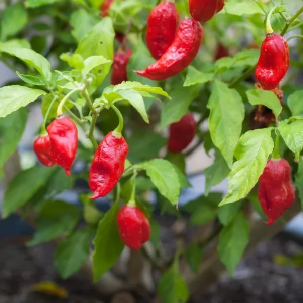 1 Pot - 2 Red Jolokia Ghost Pepper Live Plants for Planting, 3-6 Inch Tall, One of The Hottest Peppers in The World