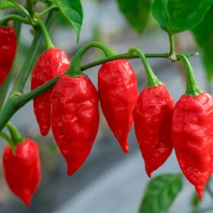 1 Pot - 2 Red Jolokia Ghost Pepper Live Plants for Planting, 3-6 Inch Tall, One of The Hottest Peppers in The World