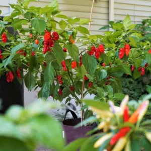1 Pot - 2 Red Jolokia Ghost Pepper Live Plants for Planting, 3-6 Inch Tall, One of The Hottest Peppers in The World