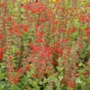 1 Pot - 2 Red Salvia Live Plants for Planting, 3-6 Inchs Tall, Intense Color and Heat Tolerance, Pollinator Friendly Compact Variety