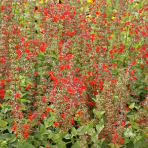 1 Pot - 2 Red Salvia Live Plants for Planting, 3-6 Inchs Tall, Intense Color and Heat Tolerance, Pollinator Friendly Compact Variety