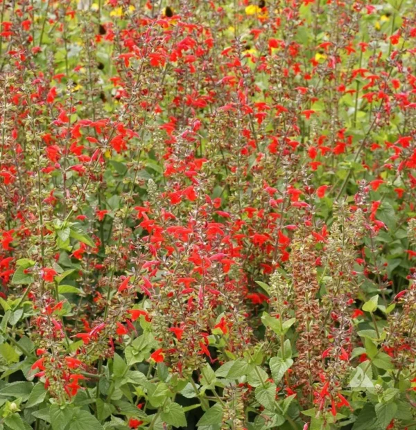 1 Pot - 2 Red Salvia Live Plants for Planting, 3-6 Inchs Tall, Intense Color and Heat Tolerance, Pollinator Friendly Compact Variety