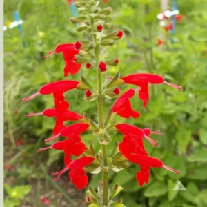 1 Pot - 2 Red Salvia Live Plants for Planting, 3-6 Inchs Tall, Intense Color and Heat Tolerance, Pollinator Friendly Compact Variety
