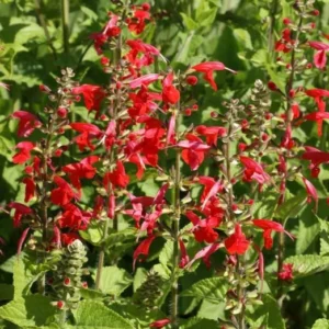 1 Pot - 2 Red Salvia Live Plants for Planting, 3-6 Inchs Tall, Intense Color and Heat Tolerance, Pollinator Friendly Compact Variety
