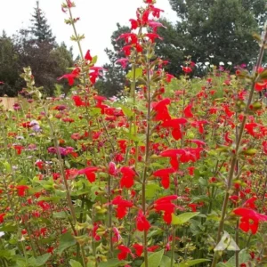 1 Pot - 2 Red Salvia Live Plants for Planting, 3-6 Inchs Tall, Intense Color and Heat Tolerance, Pollinator Friendly Compact Variety