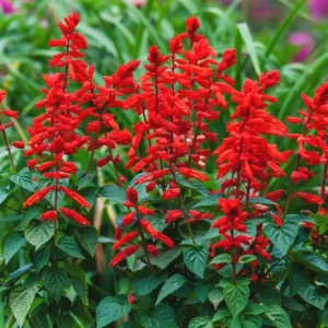 1 Pot - 2 Red Salvia Live Plants for Planting, 3-6 Inchs Tall, Intense Color and Heat Tolerance, Pollinator Friendly Compact Variety