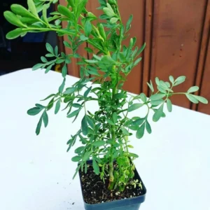 1 Pot - 2 Rue Ruda Live Plants for Planting, 3-6 Inch Tall, Common Rue, Herb of Grace