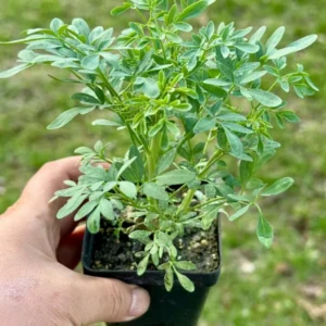 1 Pot - 2 Rue Ruda Live Plants for Planting, 3-6 Inch Tall, Common Rue, Herb of Grace
