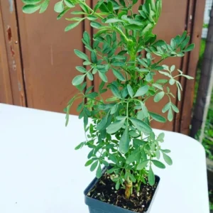 1 Pot - 2 Rue Ruda Live Plants for Planting, 3-6 Inch Tall, Common Rue, Herb of Grace