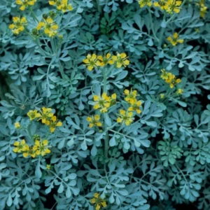 1 Pot - 2 Rue Ruda Live Plants for Planting, 3-6 Inch Tall, Common Rue, Herb of Grace