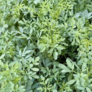 1 Pot - 2 Rue Ruda Live Plants for Planting, 3-6 Inch Tall, Common Rue, Herb of Grace