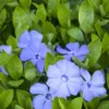 1 Pot - 2 Vinca Vine Bowles Plant Live Plants for Planting, 3-6 Inchs Tall, Annual Flowers Plant for Garden