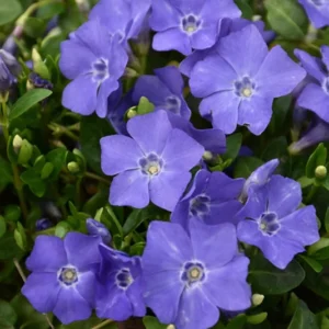 1 Pot - 2 Vinca Vine Bowles Plant Live Plants for Planting, 3-6 Inchs Tall, Annual Flowers Plant for Garden