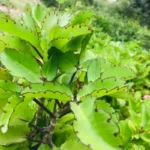 1 Pot Kalanchoe Pinnata Live Plant for Planting, 3-6 Inch Tall, Succulent Live Plant, Mother of Thousands to Grow