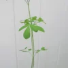 1 Pot Moringa Oliefera Live Plant for Planting, 20-24 Inchs Tall, Organically Grown - Miracle Tree - Moringa Oleifera - Herb, Green