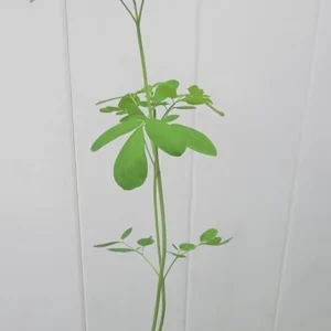 1 Pot Moringa Oliefera Live Plant for Planting, 20-24 Inchs Tall, Organically Grown - Miracle Tree - Moringa Oleifera - Herb, Green