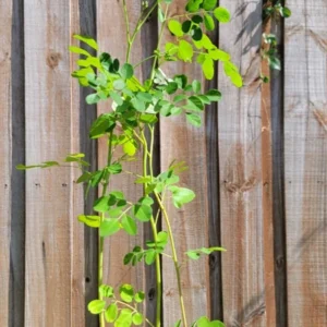 1 Pot Moringa Oliefera Live Plant for Planting, 20-24 Inchs Tall, Organically Grown - Miracle Tree - Moringa Oleifera - Herb, Green