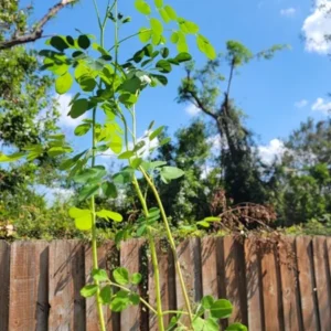1 Pot Moringa Oliefera Live Plant for Planting, 20-24 Inchs Tall, Organically Grown - Miracle Tree - Moringa Oleifera - Herb, Green