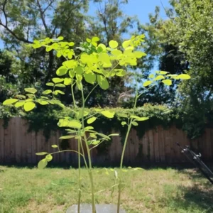 1 Pot Moringa Oliefera Live Plant for Planting, 20-24 Inchs Tall, Organically Grown - Miracle Tree - Moringa Oleifera - Herb, Green