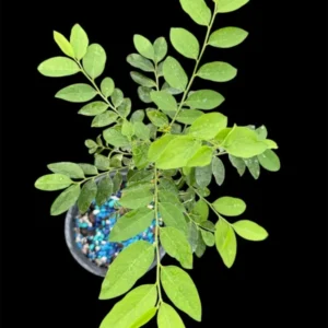 1 Pot Moringa Oliefera Live Plant for Planting, 20-24 Inchs Tall, Organically Grown - Miracle Tree - Moringa Oleifera - Herb, Green