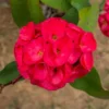 1 Pot Red Crown of Thorns Plant, 3-6 Inch Tall, House Plant Live Gardening Planting
