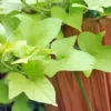 1 Pot Sweet Potato Vine Green Plant Live for Planting, 3-6 Inch Tall, Live Trailing Foliage Plant, Fast-Growing Ornamental Vine for Hanging Baskets, Patio Containers & Garden Borders