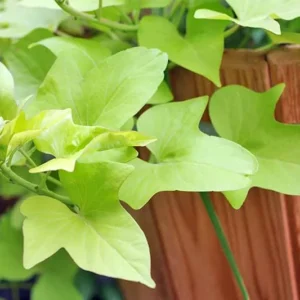 1 Pot Sweet Potato Vine Green Plant Live for Planting, 3-6 Inch Tall, Live Trailing Foliage Plant, Fast-Growing Ornamental Vine for Hanging Baskets, Patio Containers & Garden Borders