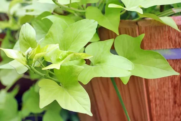 1 Pot Sweet Potato Vine Green Plant Live for Planting, 3-6 Inch Tall, Live Trailing Foliage Plant, Fast-Growing Ornamental Vine for Hanging Baskets, Patio Containers & Garden Borders