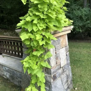 1 Pot Sweet Potato Vine Green Plant Live for Planting, 3-6 Inch Tall, Live Trailing Foliage Plant, Fast-Growing Ornamental Vine for Hanging Baskets, Patio Containers & Garden Borders